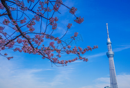 樱花和东京晴空塔