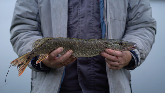 一位渔夫在秋季钓鱼时捕获了一条梭子鱼，手里拿着一条掠食性鱼，并向镜头展示
