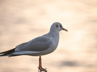 海鸥白色摄影照片_站立在日落的鸟海鸥