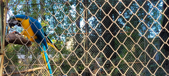 饲养员摄影照片_饲养员中的巴西蓝黄金刚鹦鹉