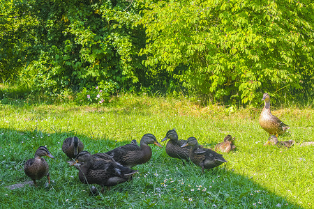 在绿草自然本底德国的公母野鸭。