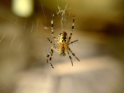 花园蜘蛛特写坐在网上