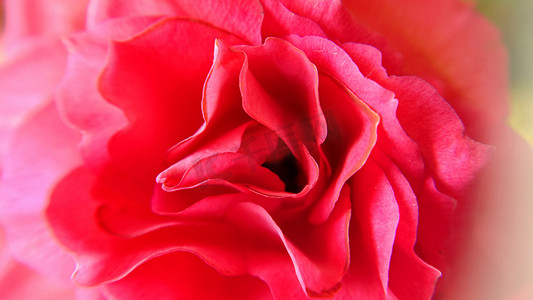 粉红色玫瑰花瓣的特写