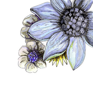 手绘美丽花朵摄影照片_美丽的花卉手绘水彩花束与紫罗兰色雏菊和灰色的花朵，隔离在白色背景。