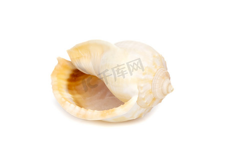 褐白相间的贝壳摄影照片_白色背景上的灰色帽子（Phalium glaucum）贝壳的图像。