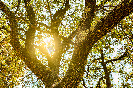 公园里的树木摄影照片_森林里的树木被温暖的阳光照亮。