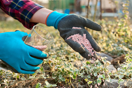 用化学矿物分级肥料给春季花园中的植物施肥