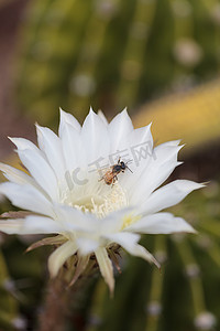 蜜蜂，Apis mellifera，采集花粉