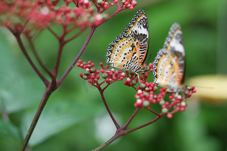 蝴蝶和人摄影照片_夏季五颜六色的黑色和蓝色蝴蝶。