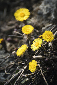 黄色的小草摄影照片_春天黄色的款冬花