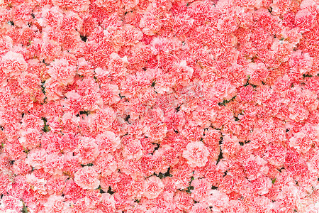 深红色背景摄影照片_美丽的粉红色康乃馨花