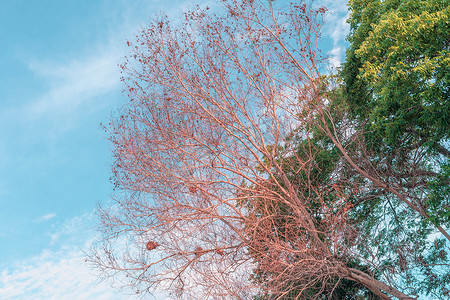 秋横幅摄影照片_大气平静的天空云全景背景干树枝秋夏结束进展回归生活概念