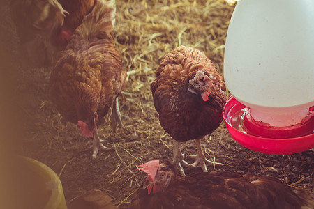 内家摄影照片_室内家养鸡场农业、养鸡、用有机食品喂养肉鸡。