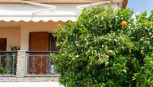 希腊一栋房子的阳台上有成熟橙子的橙树