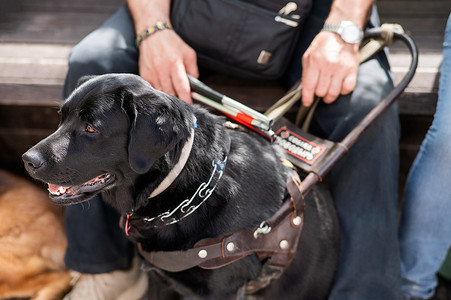 狗狗帮盲人摄影照片_黑色拉布拉多犬为盲人充当导盲犬。