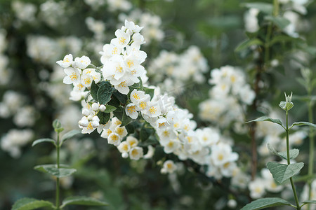 夏季花园里盛开的茉莉花丛。