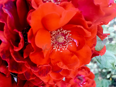 花朵背景摄影照片_日落时珊瑚盛开的花园玫瑰花，花卉美丽背景