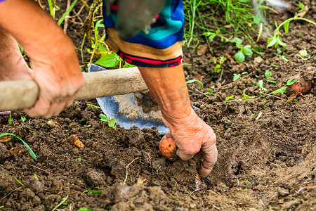 在花园里用锄头和手收割和挖土豆。