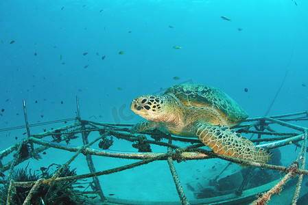 海龟在珊瑚礁水下与蓝色海洋，西巴丹，马