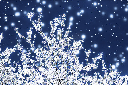 促销冬季摄影照片_圣诞节、新年蓝色花卉背景、节日贺卡设计、花树和雪花作为豪华美容品牌的冬季促销背景