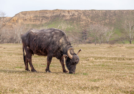 黑牛摄影照片_带角的黑牛在山区的绿色草地上吃草。