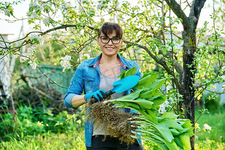 戴园艺手套的妇女拿着有根的玉簪植物灌木丛，用于分割种植