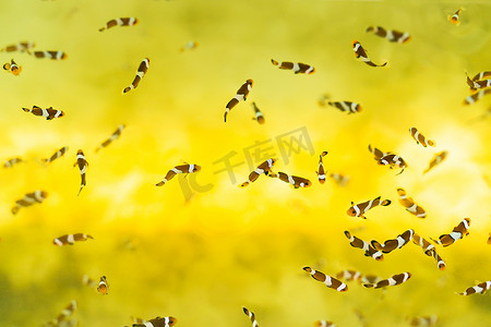 蒸小黄花鱼摄影照片_水族馆水中的小小丑鱼尼莫