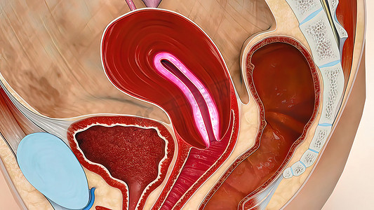 血液系统摄影照片_3D 医学插图女性生殖系统、月经周期