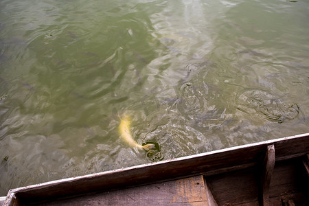 游动摄影照片_游动的鱼引起的水表面运动