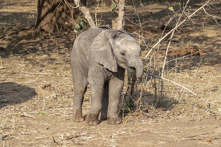 非洲河沙岸上一只大象幼崽的惊人特写