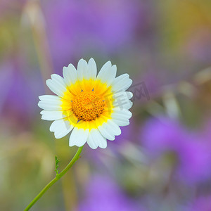 梅诺卡岛春天雏菊白色和黄色野花