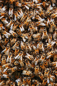 蜂巢上有一群蜜蜂。