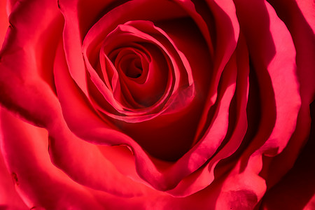 植物学概念，邀请卡-软焦点，抽象花卉背景，红玫瑰花。