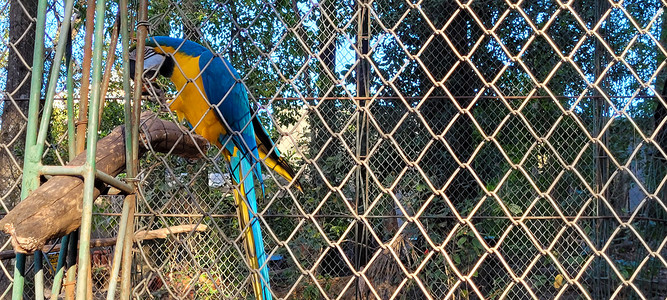饲养员中的巴西蓝黄金刚鹦鹉