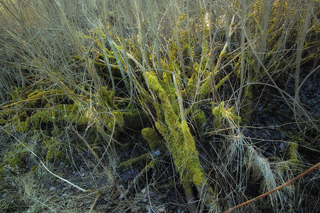 早春丹麦空旷沼泽中一根倒下的树枝上生长着生机勃勃的绿色苔藓的特写镜头。