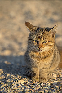 可爱的流浪小猫坐在地上。