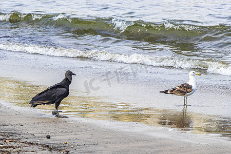 热带黑秃鹫白海鸥博塔弗戈海滩里约热内卢。
