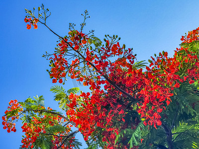 红色凤凰摄影照片_美丽的热带火焰树红色花朵艳丽的墨西哥凤凰。