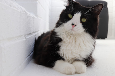 阳台上的黑白猫看上去很愤怒