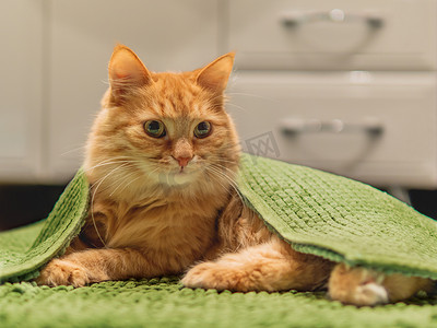 可爱的姜猫躺在浴室地板上，上面铺着绿色地毯。