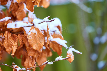 冬天有露水的清晨，棕色树枝、树枝和树叶的特写镜头被冻雪覆盖。