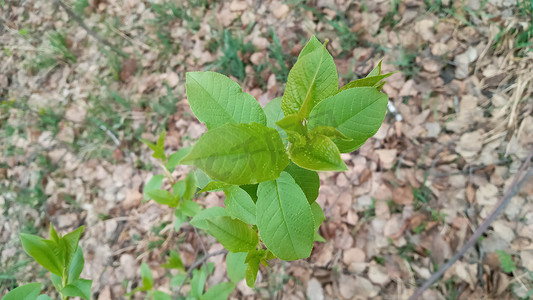 一根细细的树枝上长着嫩绿的叶子。