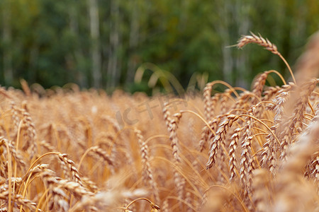 麦穗金麦田、农业农场和农业概念