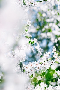 樱花装饰摄影照片_樱花和蓝天，白花作为自然背景