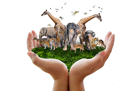 世界动物日 世界野生动物日 成群结队的野兽聚集在人们手中