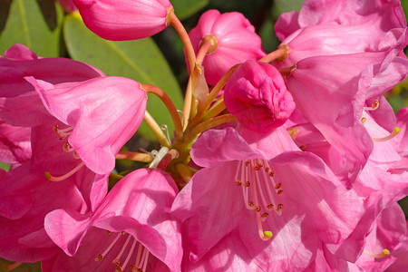 粉色杜鹃摄影照片_公园里粉红色的杜鹃花枝的特写。