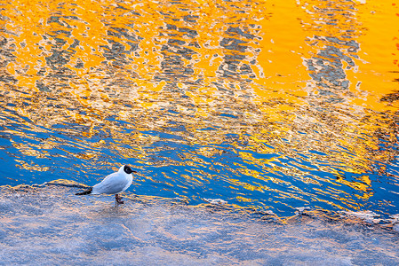 鸟站在结冰的运河冰上，阳光照在水面上五颜六色的倒影