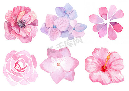 水彩粉红色花朵设置在白色背景上隔离，用于婚礼卡请柬、卡片装饰、印刷