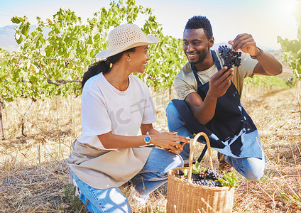 采摘工人摄影照片_夏季，葡萄酒农场的农场工人一起在葡萄园里采摘新鲜的葡萄。
