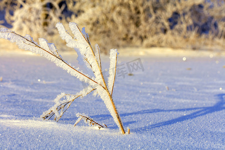 寒冷霜冻中的灌木枝条在雪地的背景下被明亮而温柔的阳光照亮。